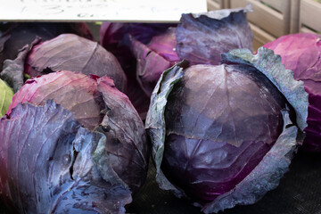 Obraz premium A view of several heads of purple cabbage.