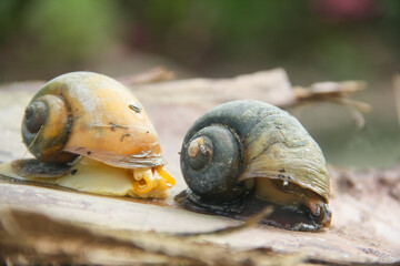 Pila ampullacea or rice field snail, this snail is often found in rice fields, fresh water snail