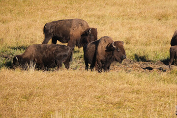 Bison herd standing in the grass at the edge of a hill in Yellowstone national park