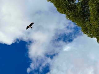 トンビが飛ぶ空