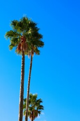青い空とヤシの木