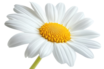 Transparent png background of a daisy flower digital art simplicity white and yellow colors