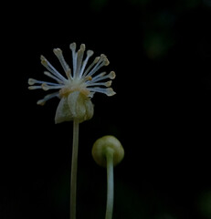  A beautiful white jungle flower closeup view