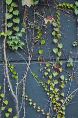 Tree branches and leaves on the wall