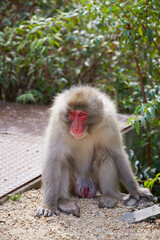 Japanese wild monkey, wild animal