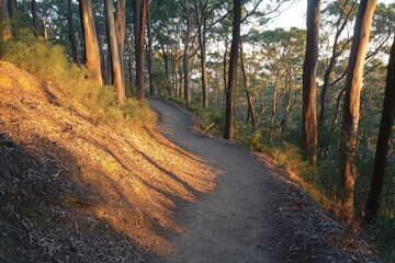 Fototapeta premium Serene Hiking Trail Among Tall Eucalyptus Trees with Warm Golden Light Enhancing Natural Beauty and Inviting Exploration into the Wilderness