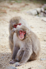 Japanese wild monkey, wild animal