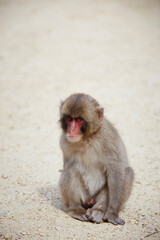Fototapeta premium Japanese wild monkey, wild animal 