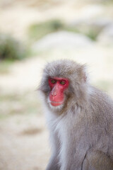 Japanese wild monkey, wild animal
