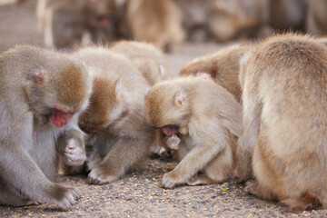 Fototapeta premium Japanese wild monkey, wild animal