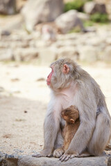 Fototapeta premium Japanese wild monkey, wild animal