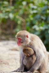 Japanese wild monkey, wild animal