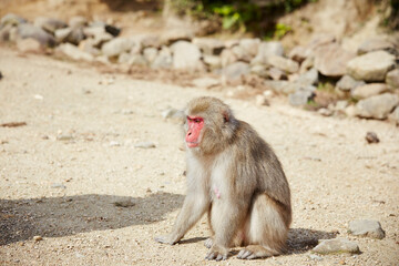 Japanese wild monkey, wild animal