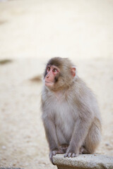 Obraz premium Japanese wild monkey, wild animal