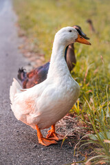 Duck Crossing the Road