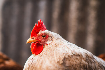 A close-up view of a white chicken with a vibrant red comb at a rustic farm during the golden hour