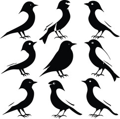 Fototapeta premium set consistent cerulean warbler black colors silhouette vector 