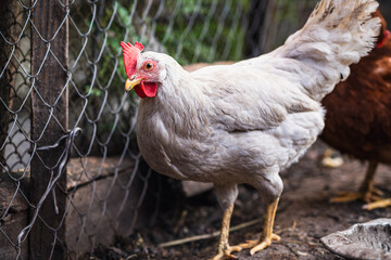 A close-up view of a white chicken with a vibrant red comb at a rustic farm during the golden hour