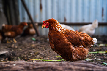 A close-up view of a brown chicken in a rustic farmyard setting during daylight with other chickens in the background