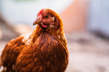 Detailed Portrait of a Brown Hen in a Farmyard Environment During Daylight