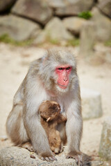 Japanese wild monkey, wild animal