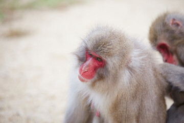 Japanese wild monkey, wild animal