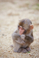 Japanese wild monkey, wild animal