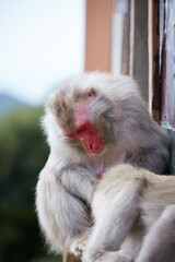 Japanese wild monkey, wild animal