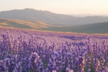 Fototapeta premium Vibrant Lavender Field Under Sunset with Rolling Hills in the Background, Capturing Nature's Beauty and Serenity in a Peaceful Landscape