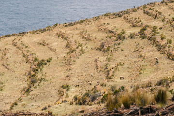 terraced pasture at Titicaca