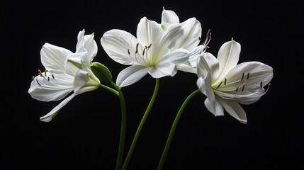 Fototapeta premium Three White Lilies Against Black Background