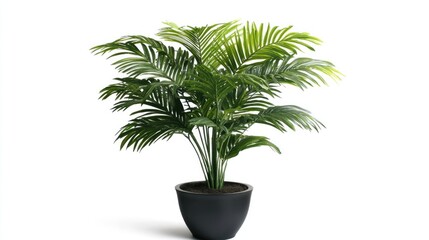 Obraz premium Green Palm Tree in Black Pot on a White Background