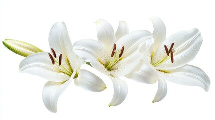Fototapeta premium Three White Lilies with Bud