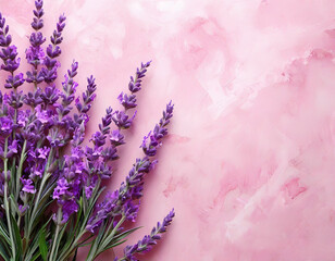 lavender on pink background. flower composition.