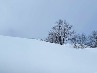 雪景色と樹木