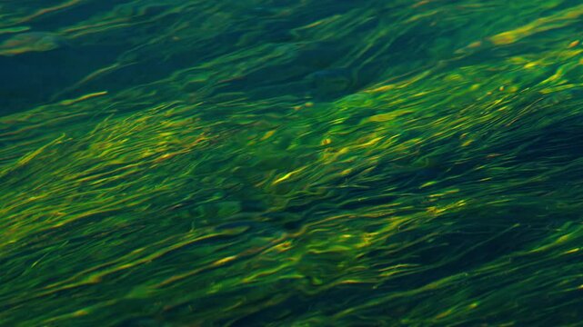 Flowing green algae create a mesmerizing scene beneath the water's surface