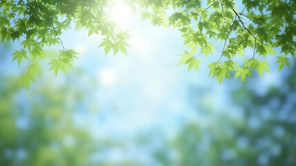 Fototapeta premium Bright Sunlight Illuminates Fresh Green Maple Leaves