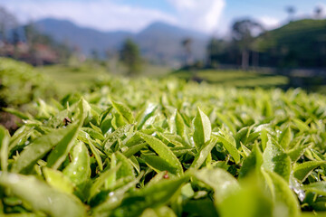 A scenic view of a sprawling tea plantation with vibrant green tea bushes and rolling hills in the...
