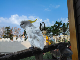  A Sulphur-crested Cockatoo with a vibrant yellow crest stands perched on a branch against a bright...