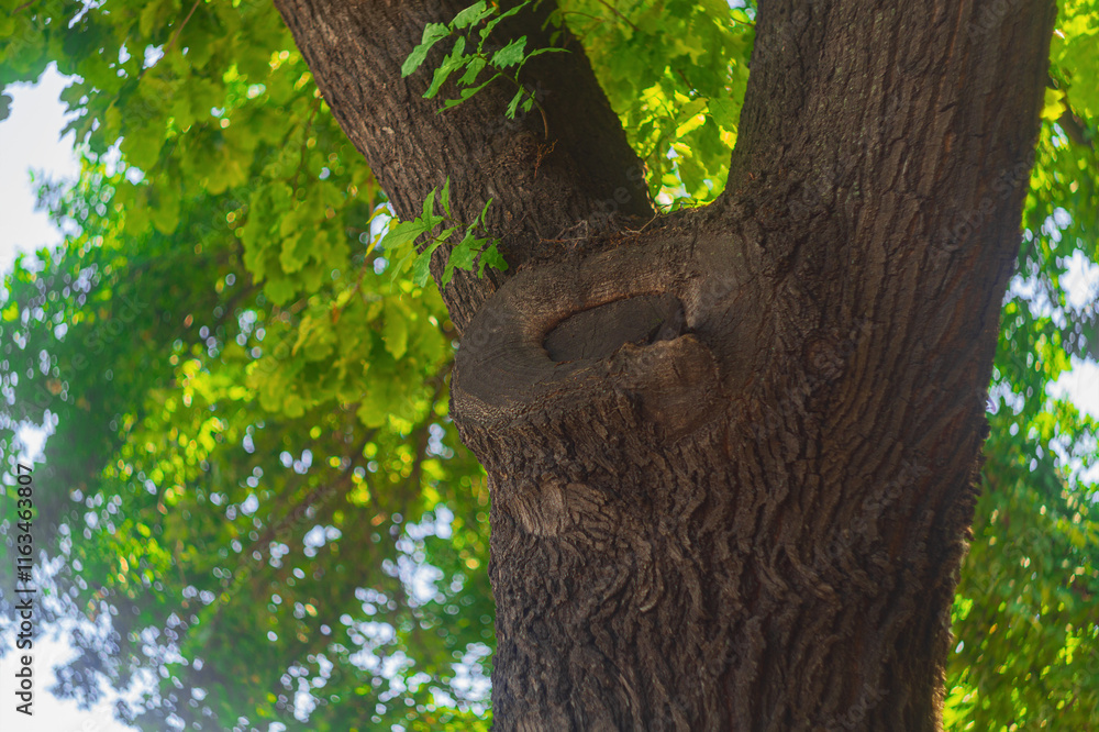 Wall mural nature background with oak tree trunk with green summer leaves with blurred background with bokeh ef
