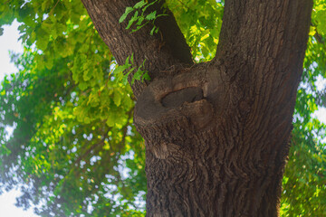 Nature background with oak tree trunk with green summer leaves with blurred background with bokeh effect and light white sky. Blanks for artwork with copy space
