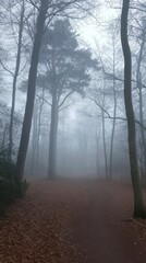 Fototapeta premium Foggy forest with eerie atmosphere