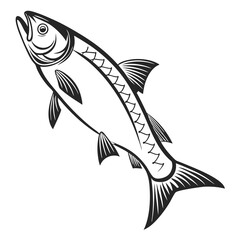 fish illustration