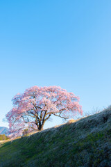 上ノ平城跡の一本桜