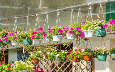 colourful petunia flowers hanging in garden