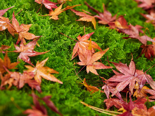 冬の公園の緑色の苔の上にある紅葉の落ち葉の風景