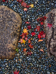 冬の日本の伝統的な庭園の小石地面と紅葉の落ち葉の風景