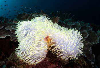 Eye level with a Pink skunk clownfish looking out from its host white anemone.