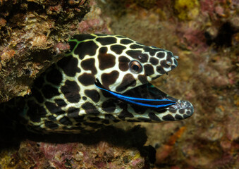 Eye level with a Honeycomb Moray Eel (Gymnothorax favagineus) poking out from the coral wall with attendant cleaner wrasse (Labroides dimidi)