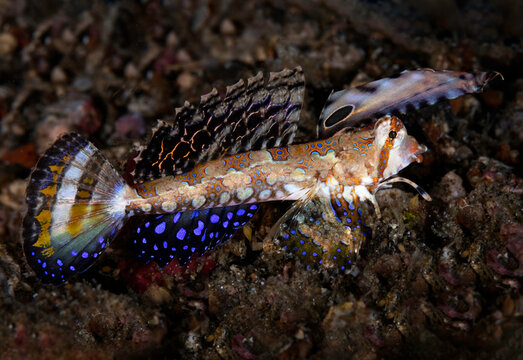 Eye level with an Orange & Black Dragonet (Dactylopus kuiteri) on the dark sandy ocean floor.